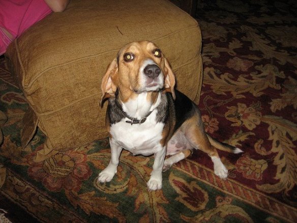 208956_3537245394539_1416079202_n